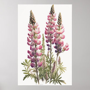 Pink Lupine Flower Art Print Poster