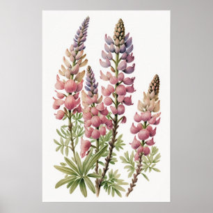 Pink Lupine Flower Art Print Poster