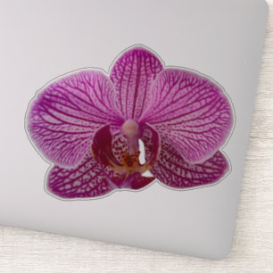 Pink Magenta Orchid Flower