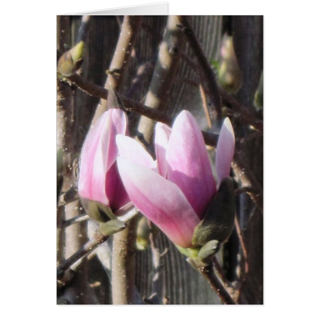 Pink Magnolia Blossom (Front)