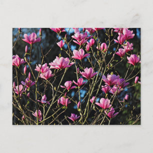 Pink Magnolia Blossom Postcard