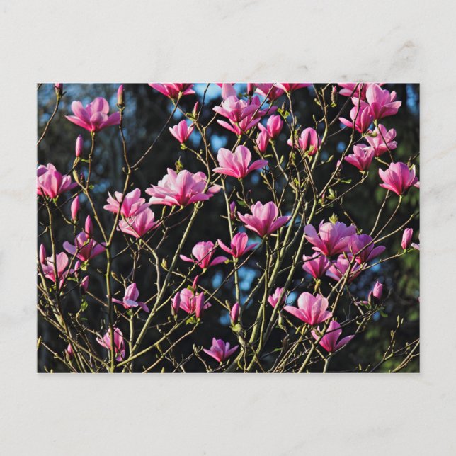 Pink Magnolia Blossom Postcard (Front)
