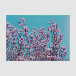 Pink Magnolia Blossoms Blue Sky Decoupage Tissue Paper