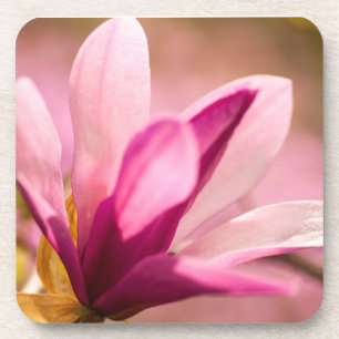 Pink Magnolia Coaster