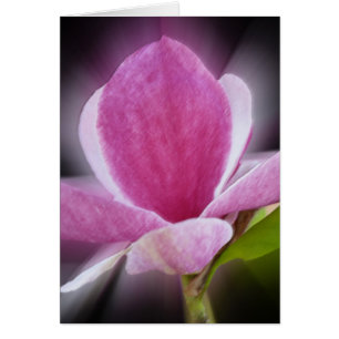 pink magnolia flower