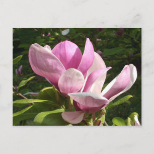 Pink Magnolia Flower Postcard