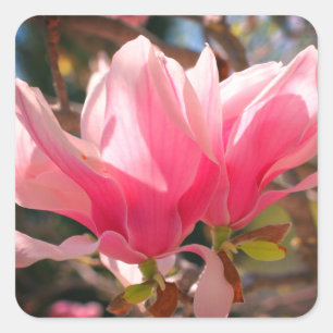 Pink Magnolia Flower  Square Sticker