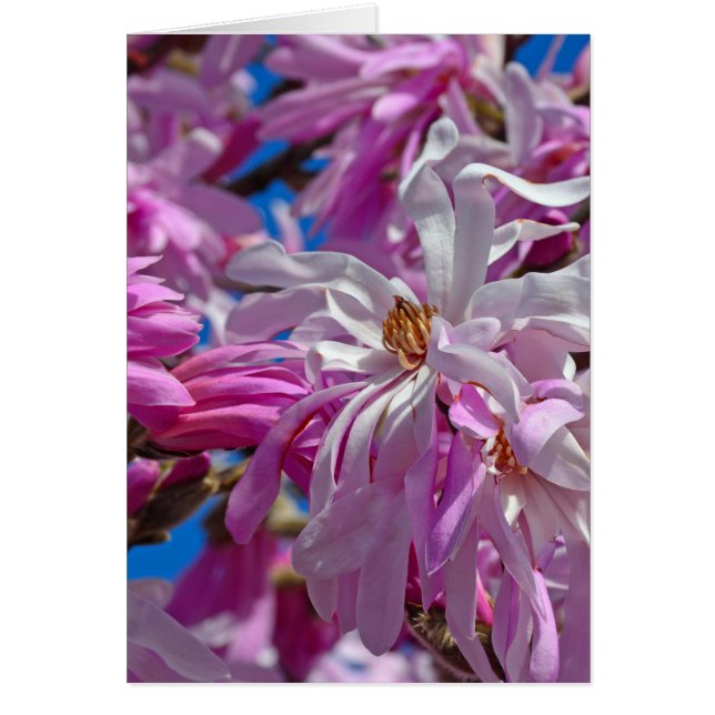 Pink magnolia flowers (Front)