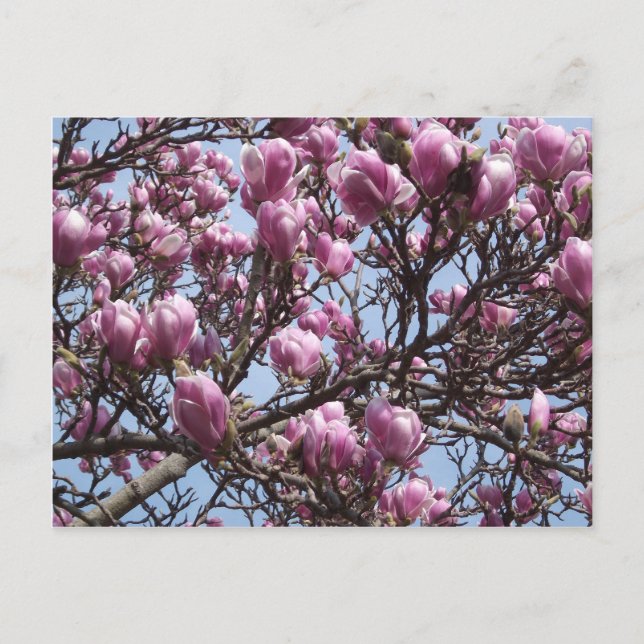 Pink Magnolia Flowers Postcard (Front)