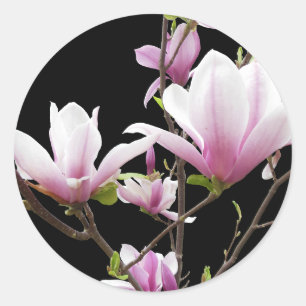 Pink Magnolia Photo Black Classic Round Sticker