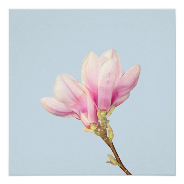 Pink Magnolia Poster (Front)