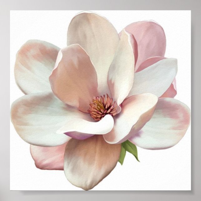 Pink magnolia poster (Front)