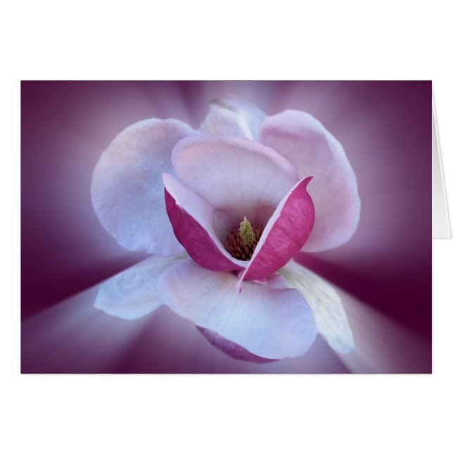 pink magnolia shades (Front Horizontal)