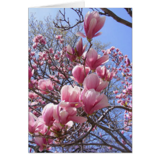 pink magnolias