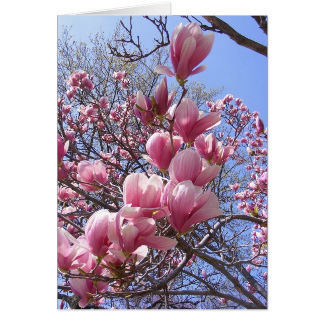 pink magnolias (Front)