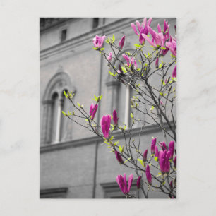 Pink Magnolias Postcard