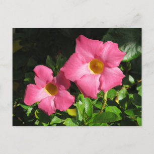 Pink Mandavilla Vine Flowers Postcard