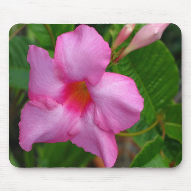 Pink Mandevilla "Alice du Pont" Mouse Pad (Front)