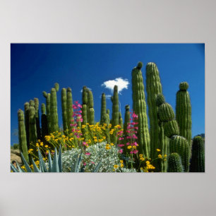 Pink Many plants, Sonoran Desert, Arizona flowers Poster