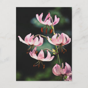 Pink Martagon Lily Flowers Postcard
