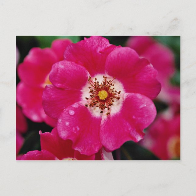 Pink Meidiland (tm) Shrub Rose 'Meipoque' Yellow f Postcard (Front)