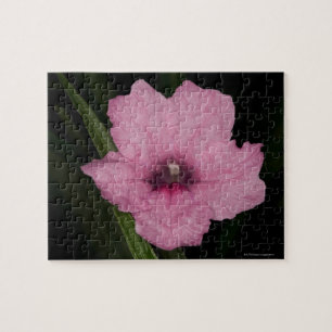 Pink Mexican Petunia  (Ruellia Brittoniana or Jigsaw Puzzle