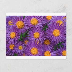 Pink Michaelmas Daisy Postcard