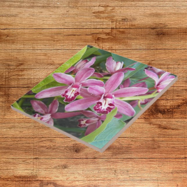 Pink Mini Cymbidium Orchids Floral Ceramic Tile (In Situ)