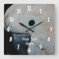 Pink Moluccan Cockatoo Parrot Animal