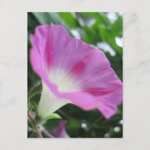 Pink Morning Glory Flower Postcard