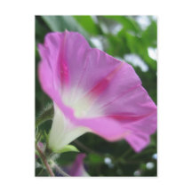 Pink Morning Glory Flower