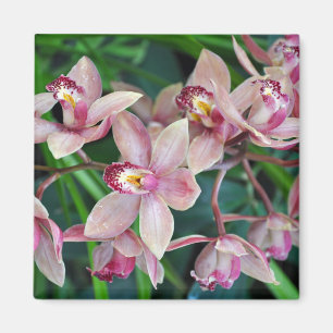 Pink moth orchids magnet