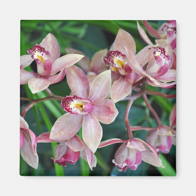 Pink moth orchids magnet (Front)