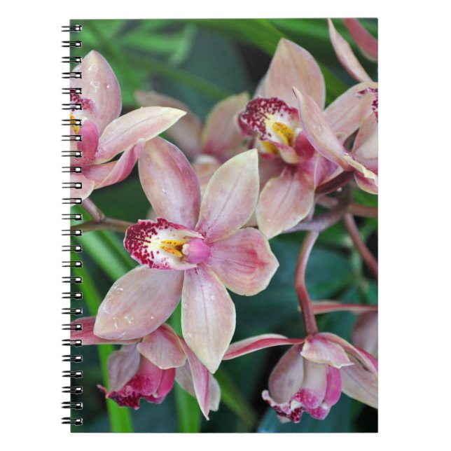Pink moth orchids notebook (Front)