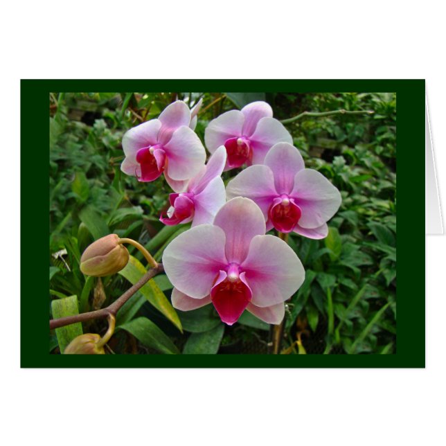 Pink Moth Orchids - Phalaenopsis (Front Horizontal)