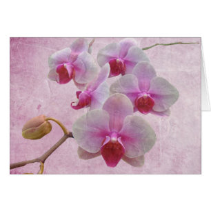 Pink Moth Orchids - Phalaenopsis