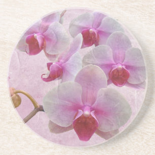 Pink Moth Orchids - Phalaenopsis Coaster