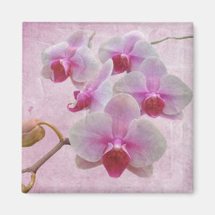 Pink Moth Orchids - Phalaenopsis Magnet