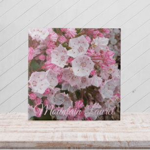 Pink Mountain Laurel Floral Ceramic Tile