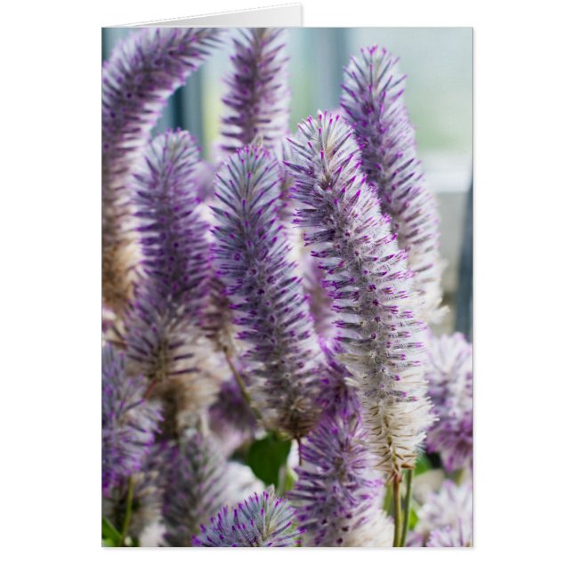 Pink Mulla Mulla Card (Front)