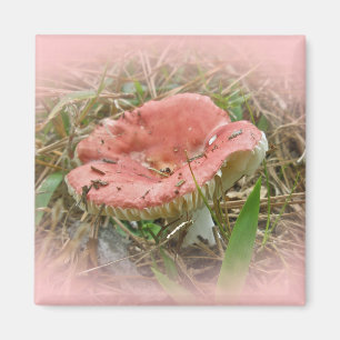 Pink Mushroom Coordinated Items Magnet