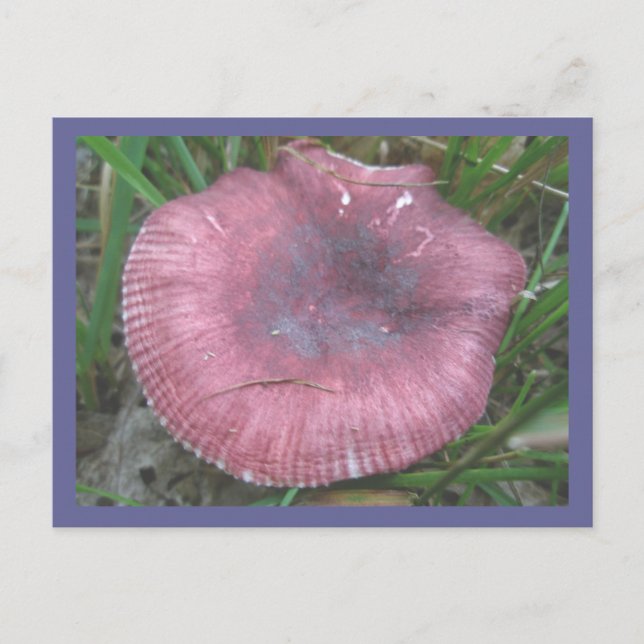Pink Mushroom Postcard (Front)