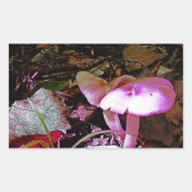 Pink Mushroom