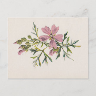 Pink Musk Mallow Flower (Hulme) Botanical Postcard