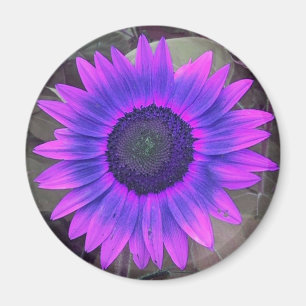 Pink N purple Sunflower Magnet