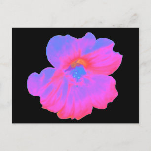 Pink Nasturtium Postcard