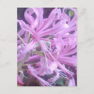 Pink Nerines Postcard