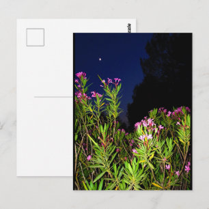 Pink Oleander at Night Postcard