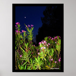 Pink Oleander at Night Poster