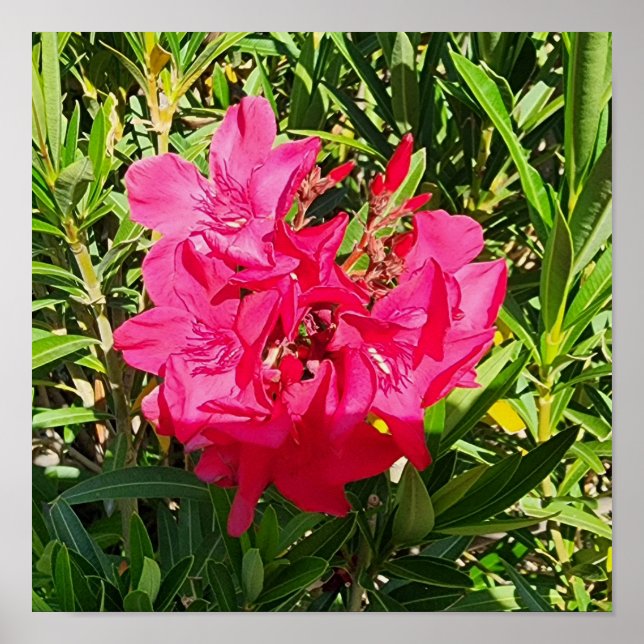 Pink Oleander Flower Photo Poster (Front)